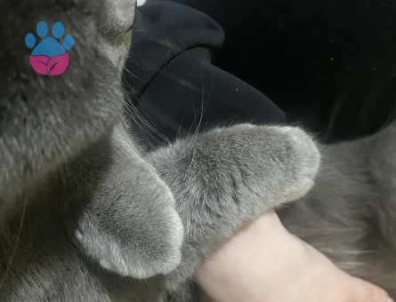 Kedimize gelin adayı arıyoruz