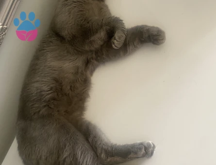 Kedimize gelin adayı arıyoruz