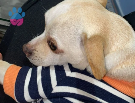 Erkek Chihuahua 2 Yaşında Eş Arıyoruz