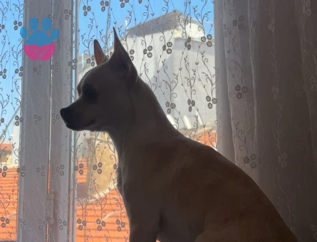 Erkek Chihuahua 2 Yaşında Eş Arıyoruz
