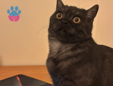 British Shorthair Kara kedi Kızgınlıkta