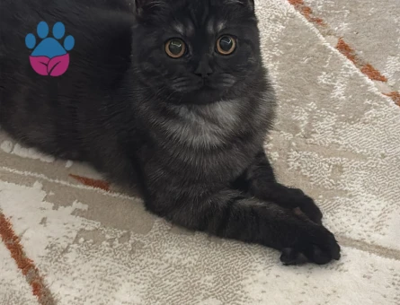 British Shorthair Kara kedi Kızgınlıkta