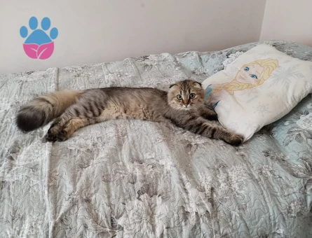 British Longhair 1 Yaşında Kedim Eş Arıyor