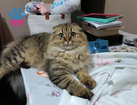 British Longhair 1 Yaşında Kedim Eş Arıyor