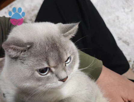 Erkek kedime eş arıyorum