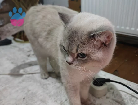 Erkek kedime eş arıyorum