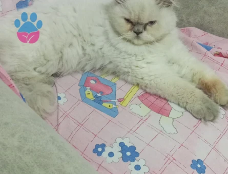 İran kedisi Kızımıza eş arıyorum