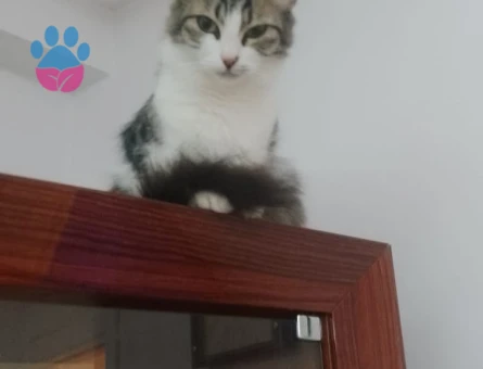 Tekir Kedim Güzel prenses eş arıyor