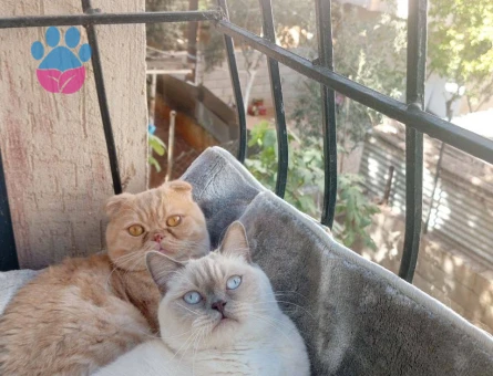 Scotisch fold kedime eş arıyorum