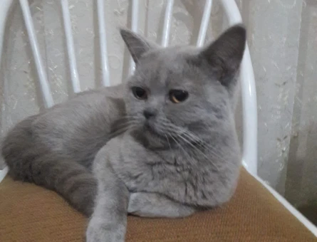 British Shorthair Kızım İçin Eş Arıyorum - 118974595