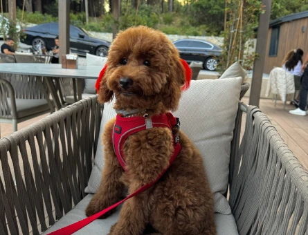 Red Brown poodle oğlumuza eş arıyoruz - 118974596