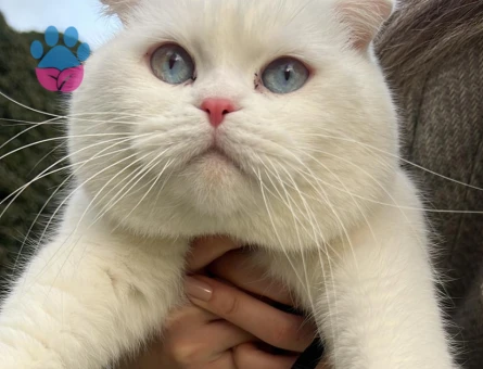 Scottish Fold Mavi Gözlü Oğluma Eş Arıyorum
