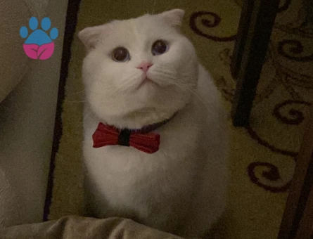 Scottish Fold Mavi Gözlü Oğluma Eş Arıyorum