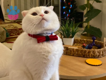 Scottish Fold Mavi Gözlü Oğluma Eş Arıyorum