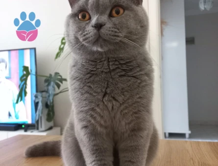 British Shorthair Erkek Kedim Eş Arıyor