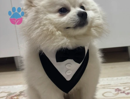 Pomerian Erkek oğluma eş arıyorum