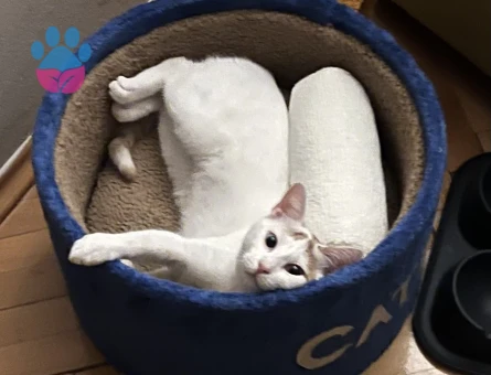 Van Kedisi Kızıma Eş Arıyorum