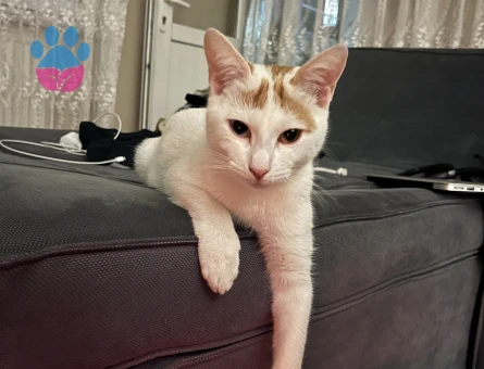 Van Kedisi Kızıma Eş Arıyorum