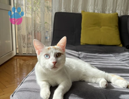 Van Kedisi Kızıma Eş Arıyorum