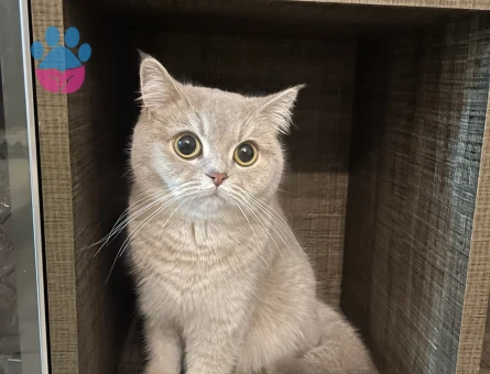 Scottish Straight 1 Yaşında Kızım Eş Arıyor