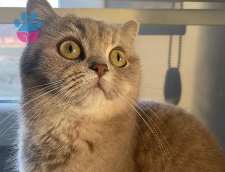 Scottish Straight 1 Yaşında Kızım Eş Arıyor