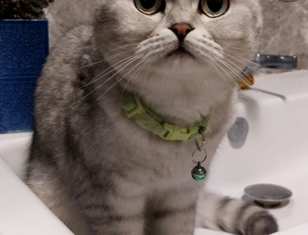 Scottish Fold Dişi kedimize eş arıyoruz - 118974607
