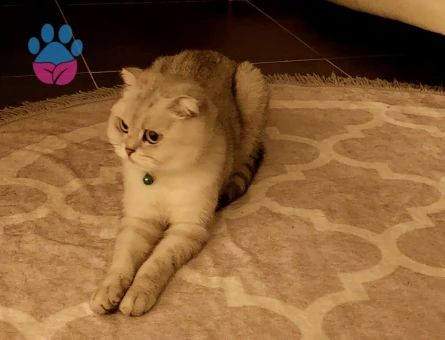 Scottish Fold Dişi kedimize eş arıyoruz