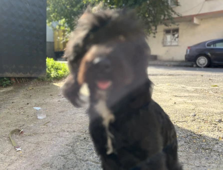 Labrodoodle 1 Yaşında Köpeğim Eş Arıyor - 118974609