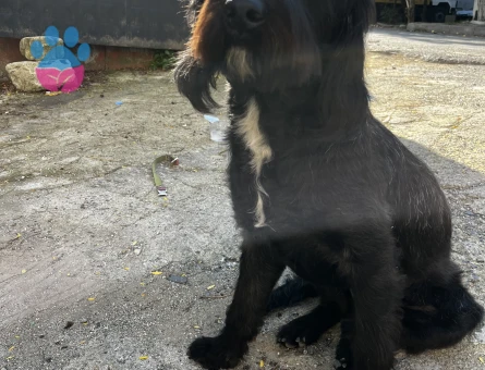 Labrodoodle 1 Yaşında Köpeğim Eş Arıyor