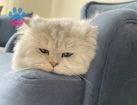 Şecereli British Longhair 3 Yaşında Eş Arıyor