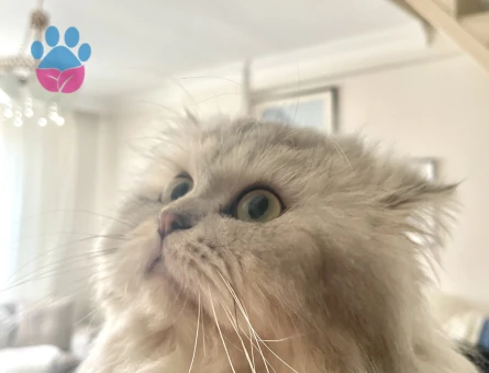 Şecereli British Longhair 3 Yaşında Eş Arıyor