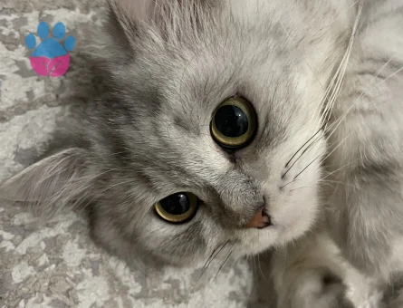Şecereli British Longhair 3 Yaşında Eş Arıyor
