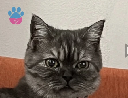 British Shorthair Kızıma Eş Arıyorum