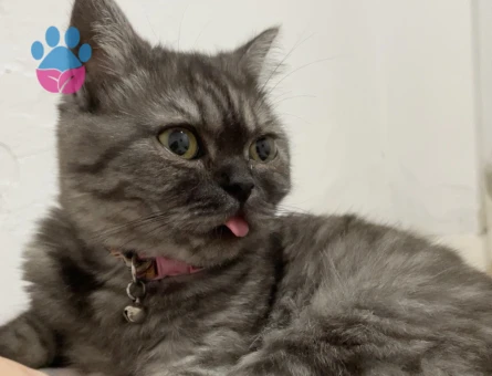 British Shorthair Kızıma Eş Arıyorum