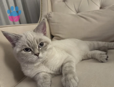 Britishorthair erkek kedime eş arıyorum
