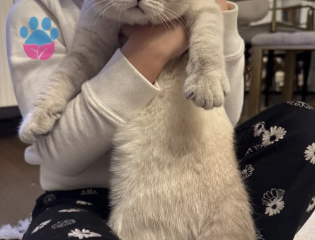 Britishorthair erkek kedime eş arıyorum