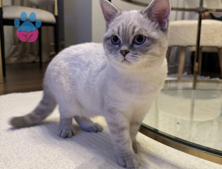 Britishorthair erkek kedime eş arıyorum