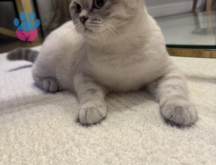 Britishorthair erkek kedime eş arıyorum