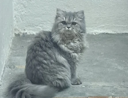 British Longhair 8 Aylık Eş Arıyor - 118974616