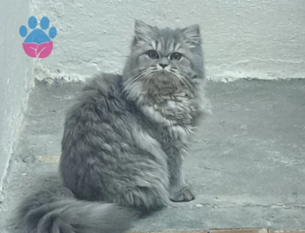British Longhair 8 Aylık Eş Arıyor