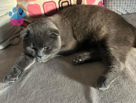 Erkek kedimize çiftleştirmek için eş arıyoruz