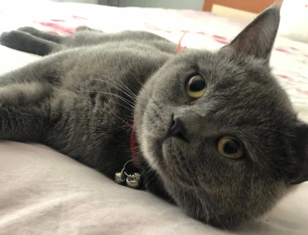 British Shorthair 2 Yaşında Eş Arıyor - 118974618
