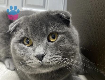 Erkek kedimize çiftleştirmek için eş arıyoruz