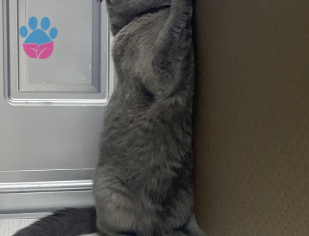 Erkek kedimize çiftleştirmek için eş arıyoruz