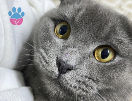 Erkek kedimize çiftleştirmek için eş arıyoruz