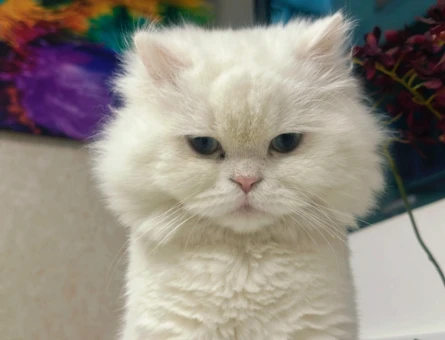 British Longhair 1 Yaşında Eş Arıyor - 118974621