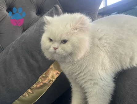 British Longhair 1 Yaşında Eş Arıyor