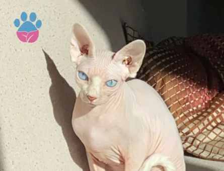 Dişi Sfenks Kedime Eş Arıyorum