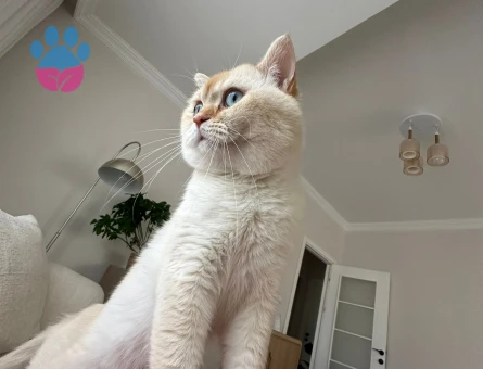 British Shorthair Oğlumuza Gelin Arıyoruz