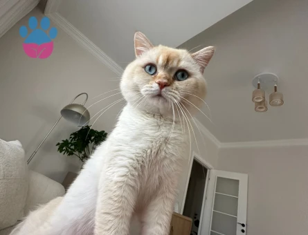 British Shorthair Oğlumuza Gelin Arıyoruz
